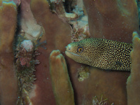 img45